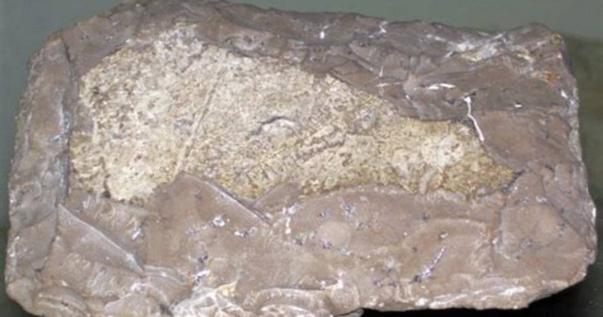 Where Did Lithographic Limestone Originate?