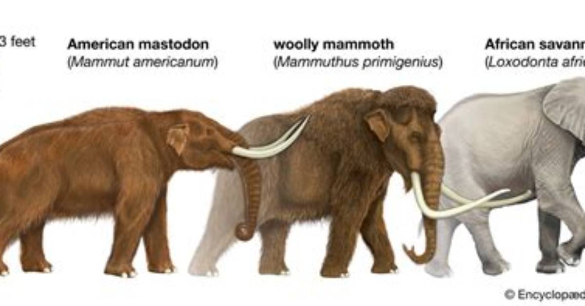 Where Did Mastodons Live?