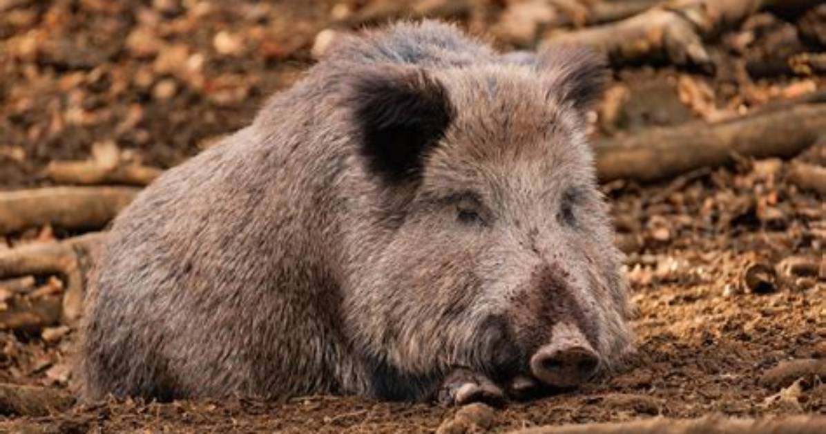 Where Did Sus Scrofa Come from?
