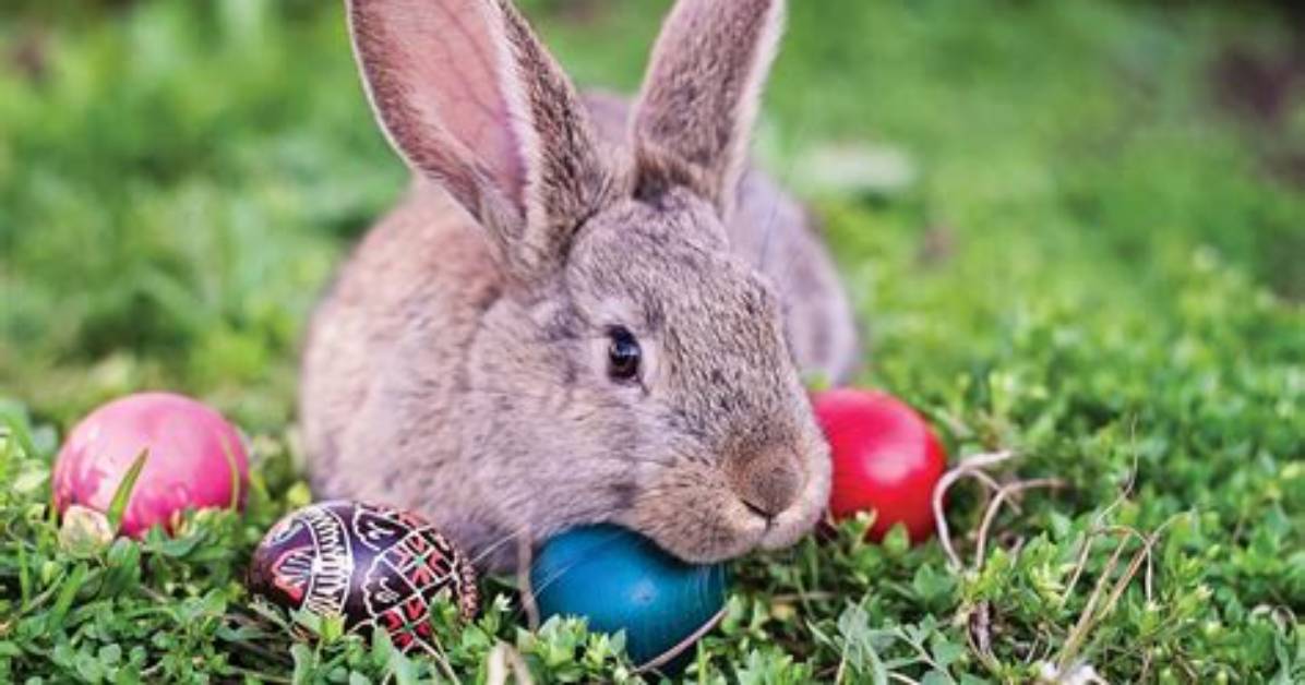 Where Did the Easter Bunny Come from?