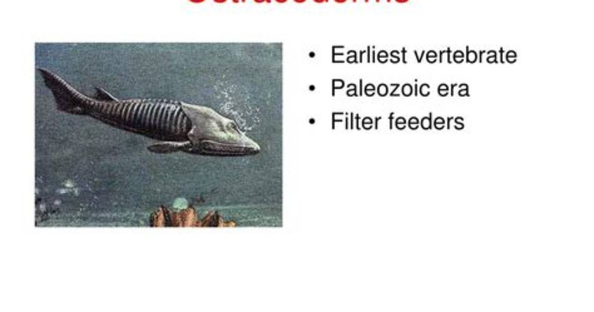 Where Did the Ostracoderms Come from?