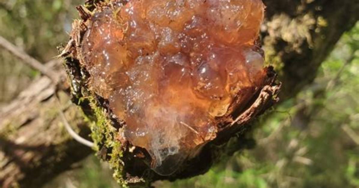 Where Did Translucent Come from?