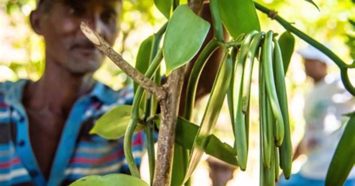 Where Did Vanilla Come from?