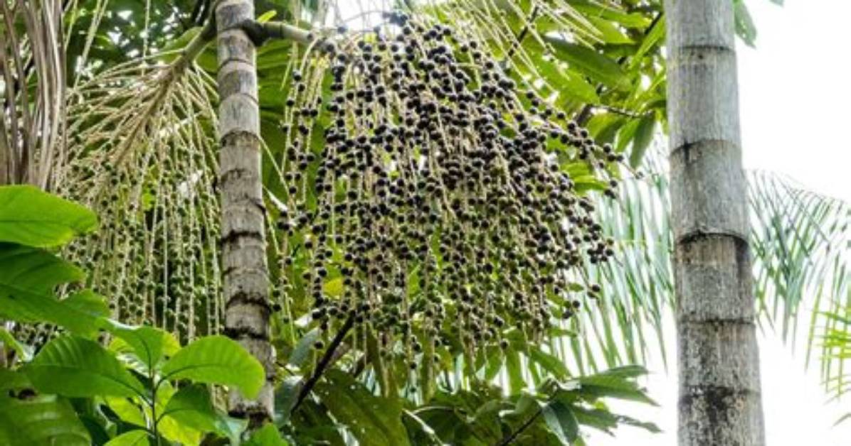 Where Do Acai Palms Grow