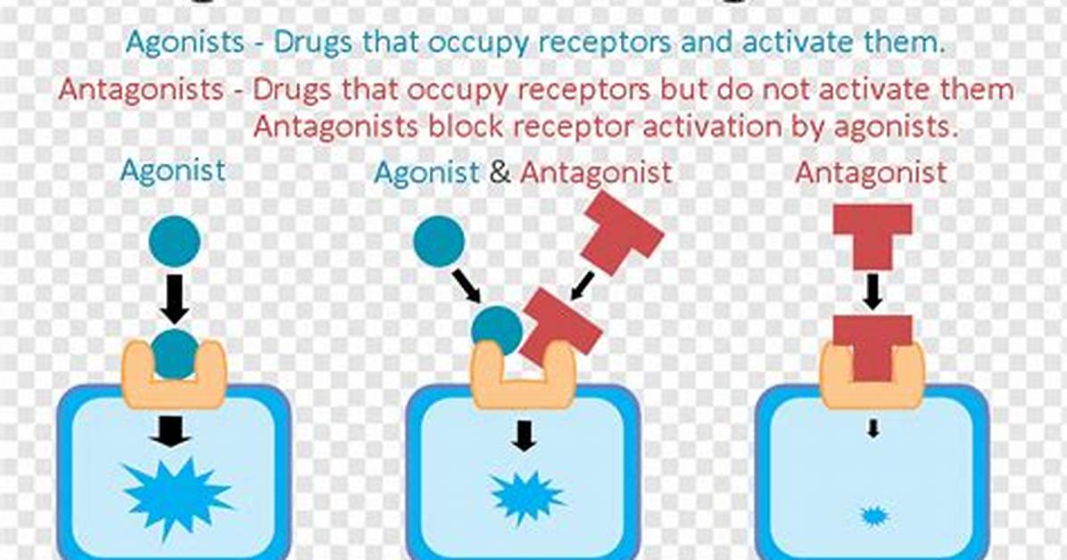 Where Do Agonists Bind