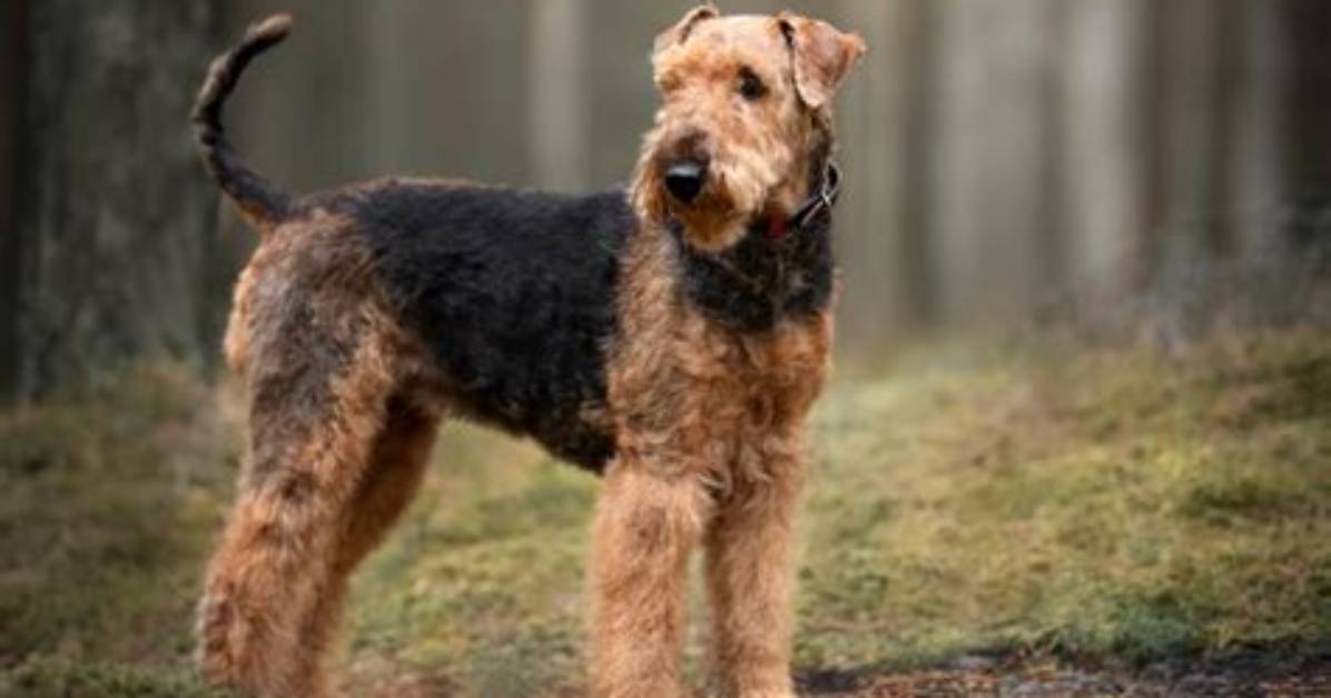Where Do Airedales Originate from?