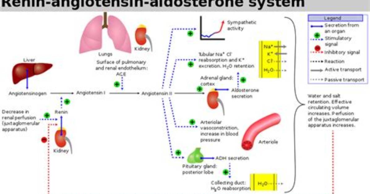 Where Do Aldosterone Antagonists Work?