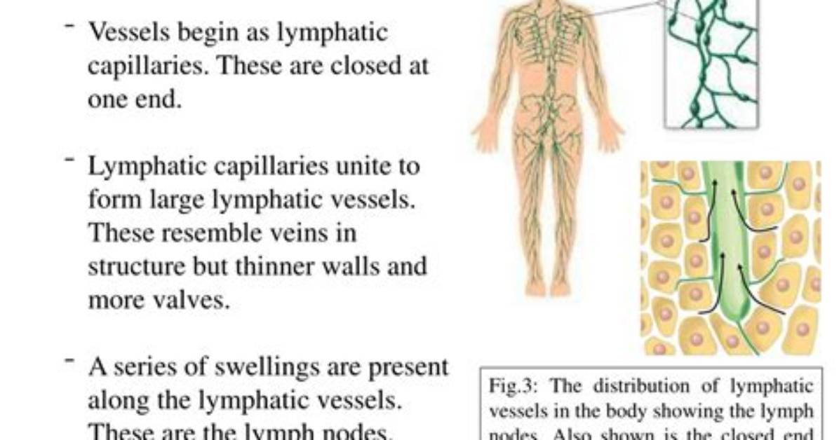 Where Do All Lymphatic Vessels End?