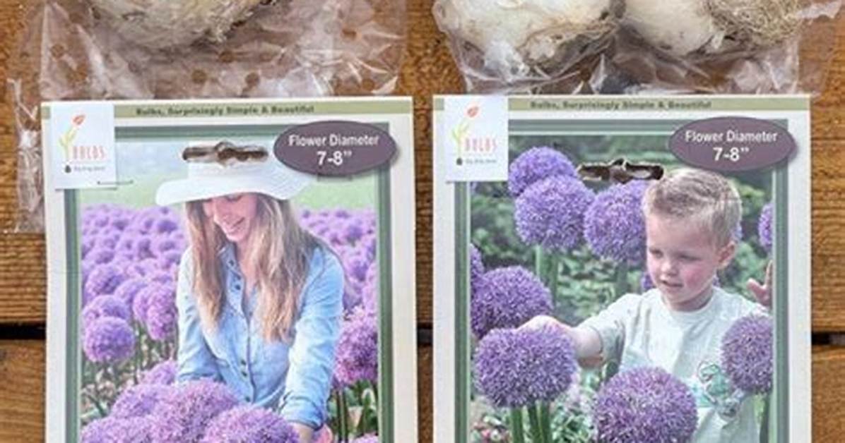 Where Do Allium Bulbs Grow