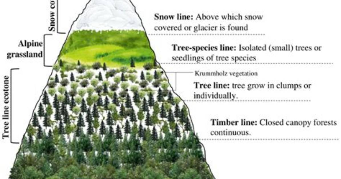Where Do Alpine Trees Grow