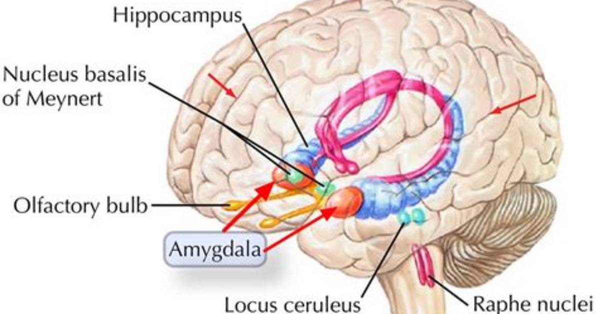 Where Do Amygdala Come from?