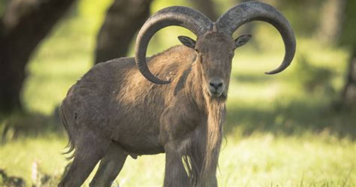 Where Do Aoudad Live in Texas?