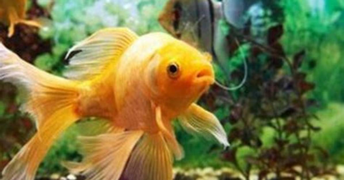Where Do Aquariums Get Their Fish?