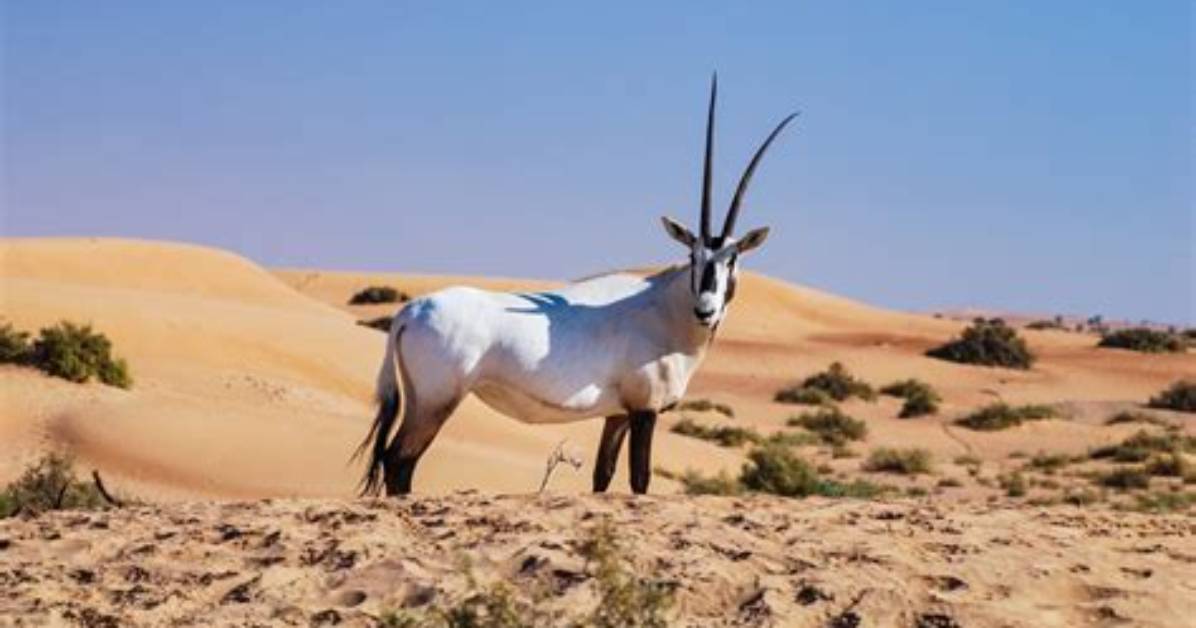 Where Do Arabian Oryx Live?