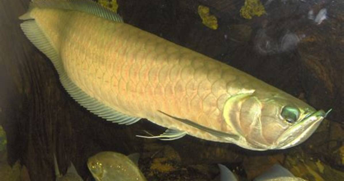 Where Do Arowana Live?