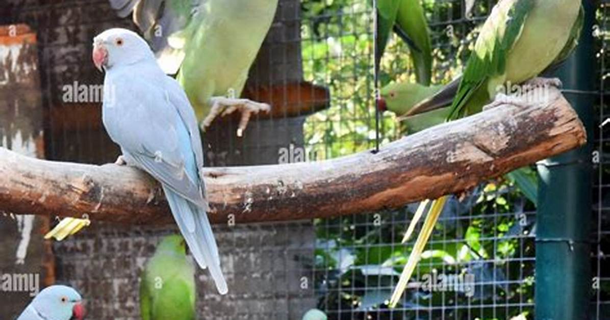Where Do Aviaries Live?