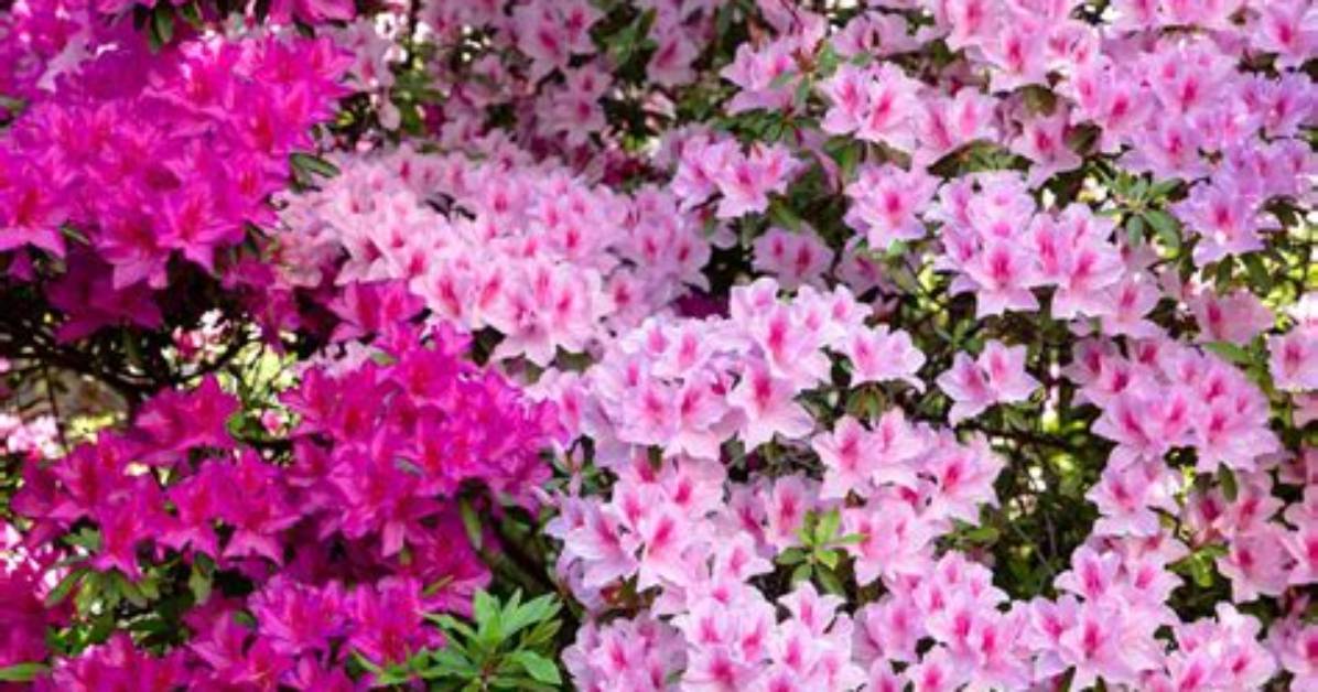 Where Do Azaleas Live