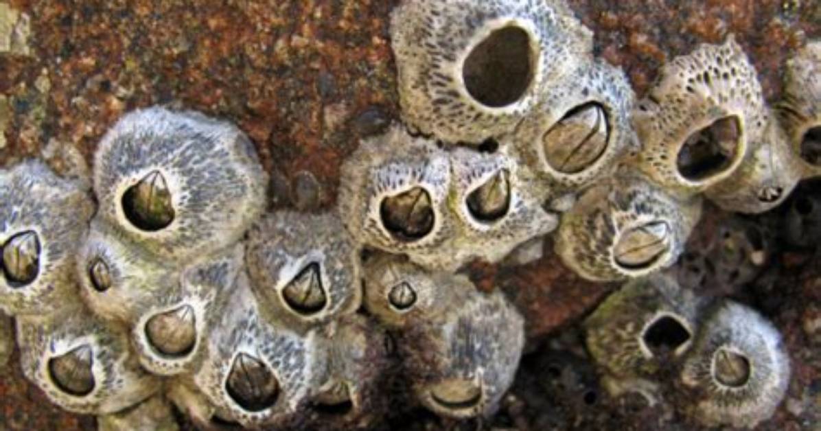Where Do Barnacles Live?