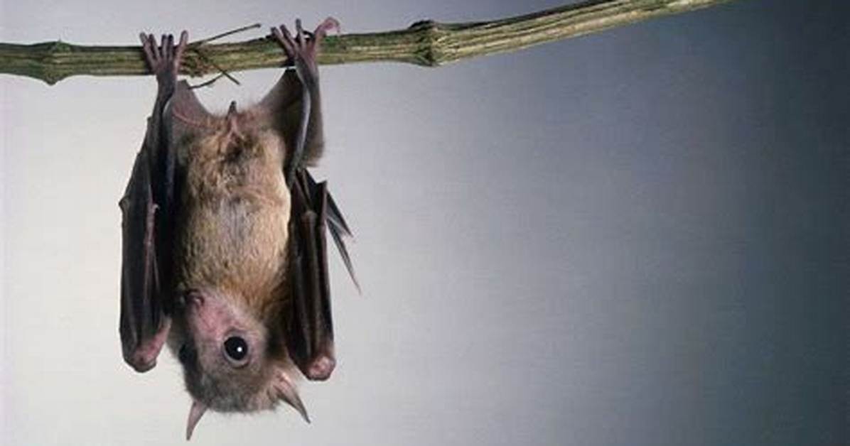 Where Do Bats Hang Upside Down?