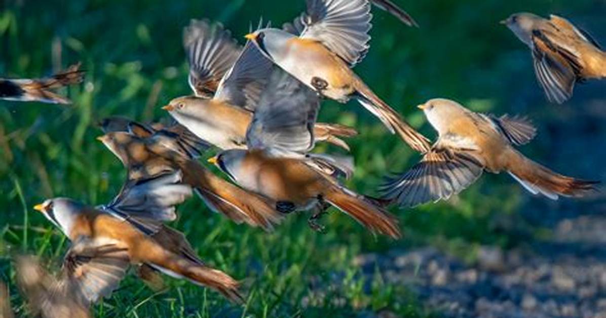 Where Do Bearded Reedlings Live?