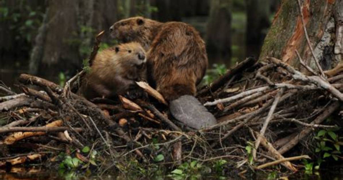 Where Do Beavers Live?