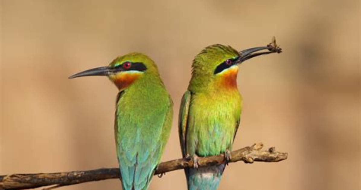 Where Do Bee Eater Birds Live?