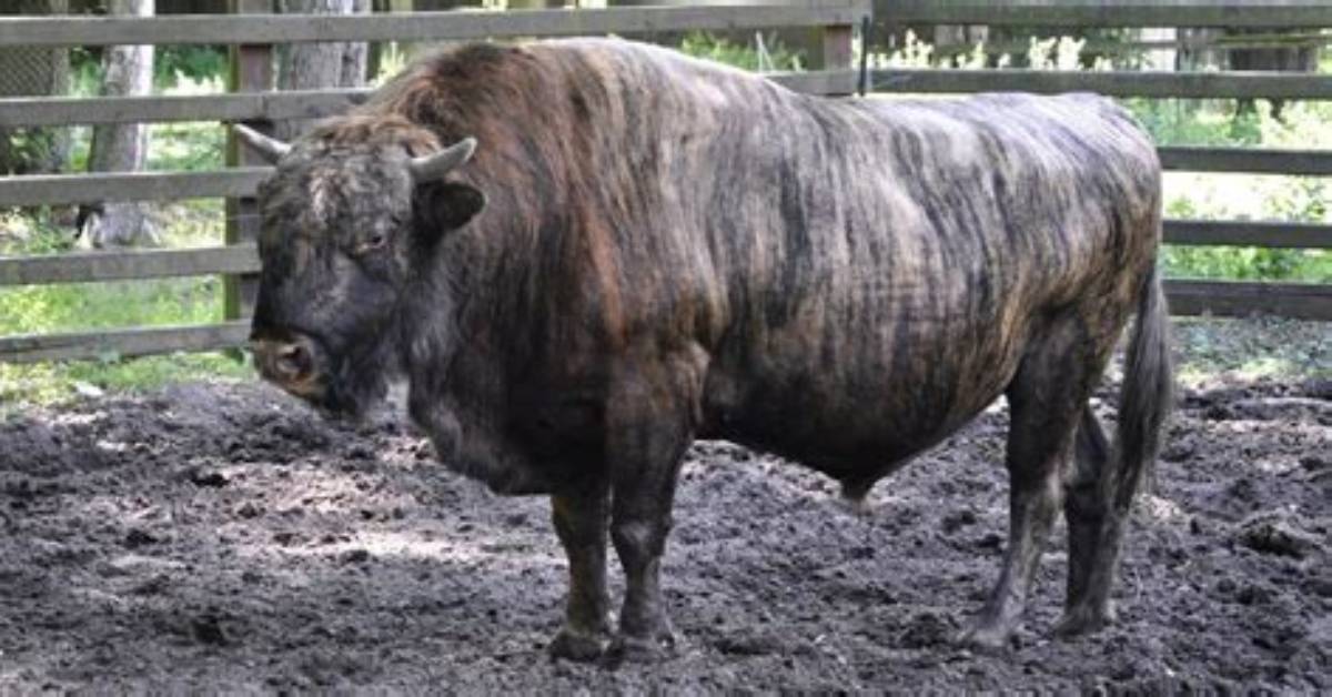 Where Do Beefalo Live?