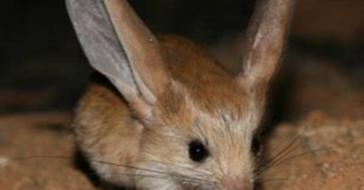 Where Do Big-Eared Hopping Mouse Live?