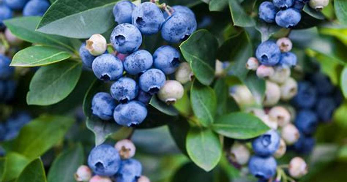 Where Do Bilberries Come From
