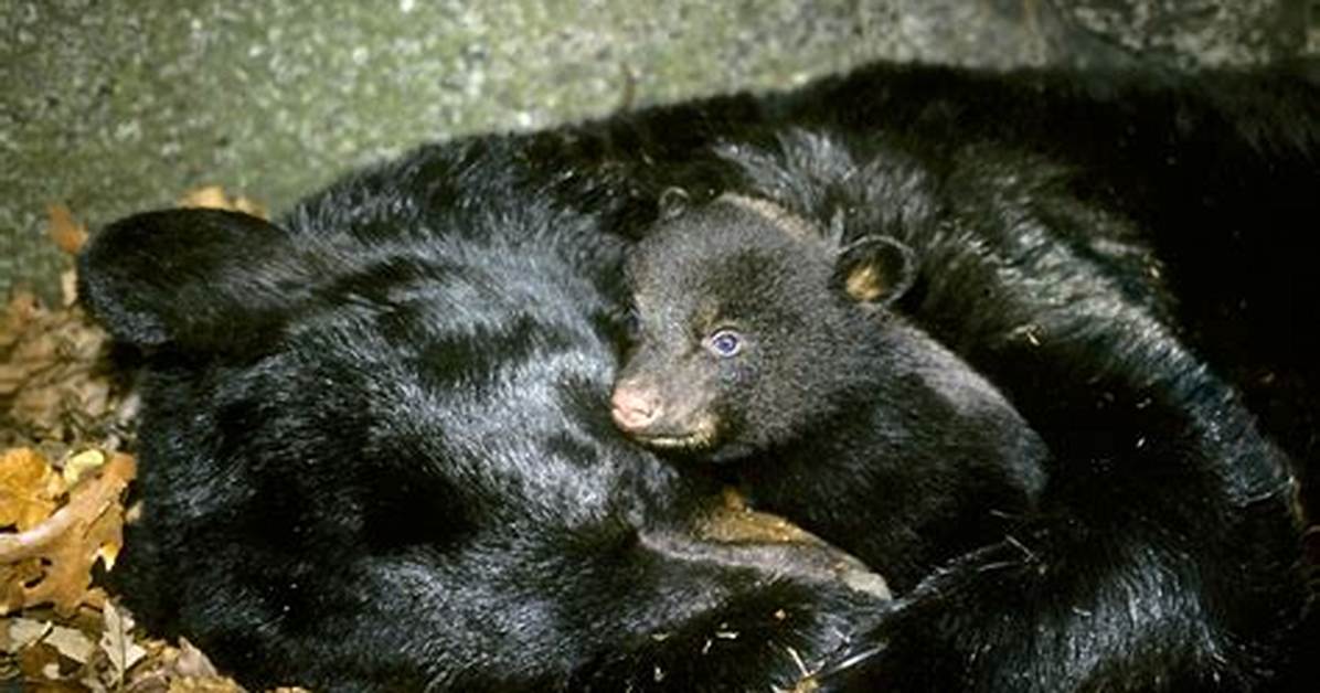 Where Do Black Bear Sleep?