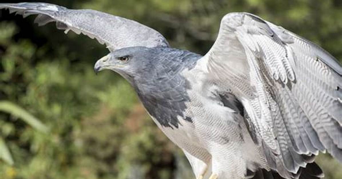 Where Do Black-Chested Buzzard-Eagle Live?
