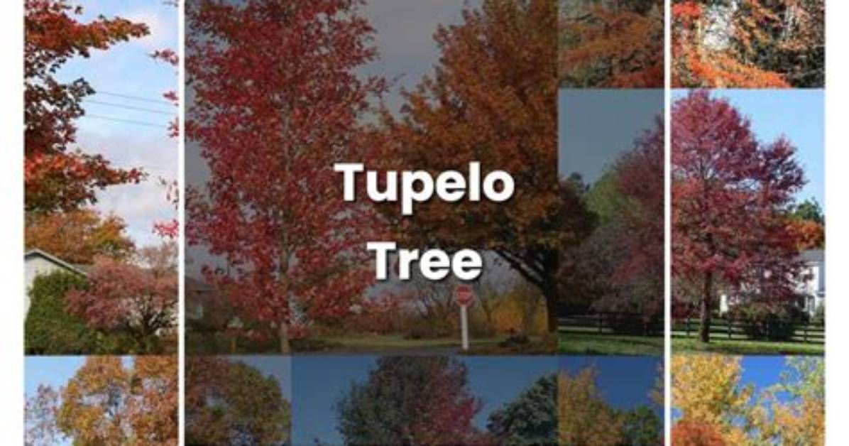 Where Do Black Tupelo Trees Grow