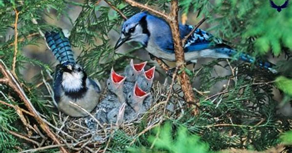 Where Do Blue Jays Nest?
