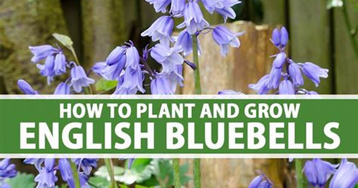 Where Do Bluebells Grow