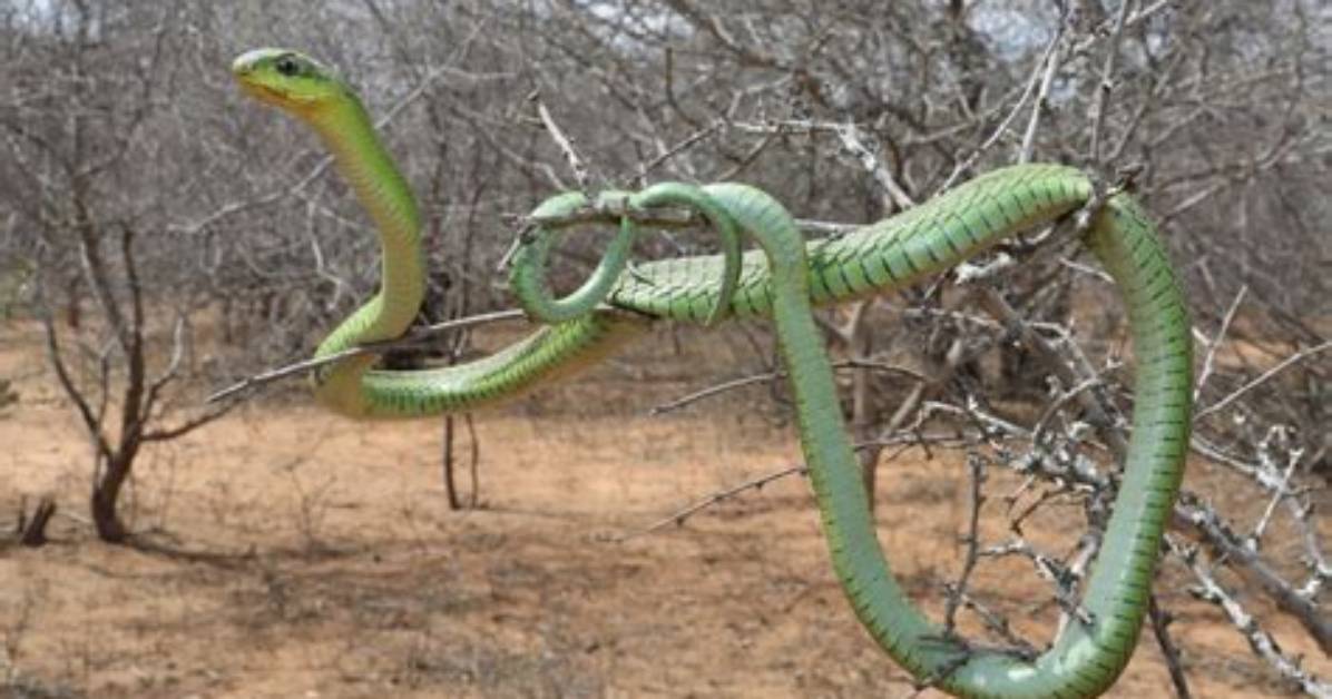 Where Do Boomslang Snakes Live?