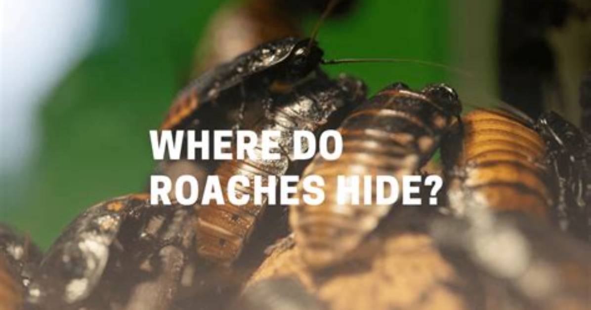Where Do Brown Roaches Come From