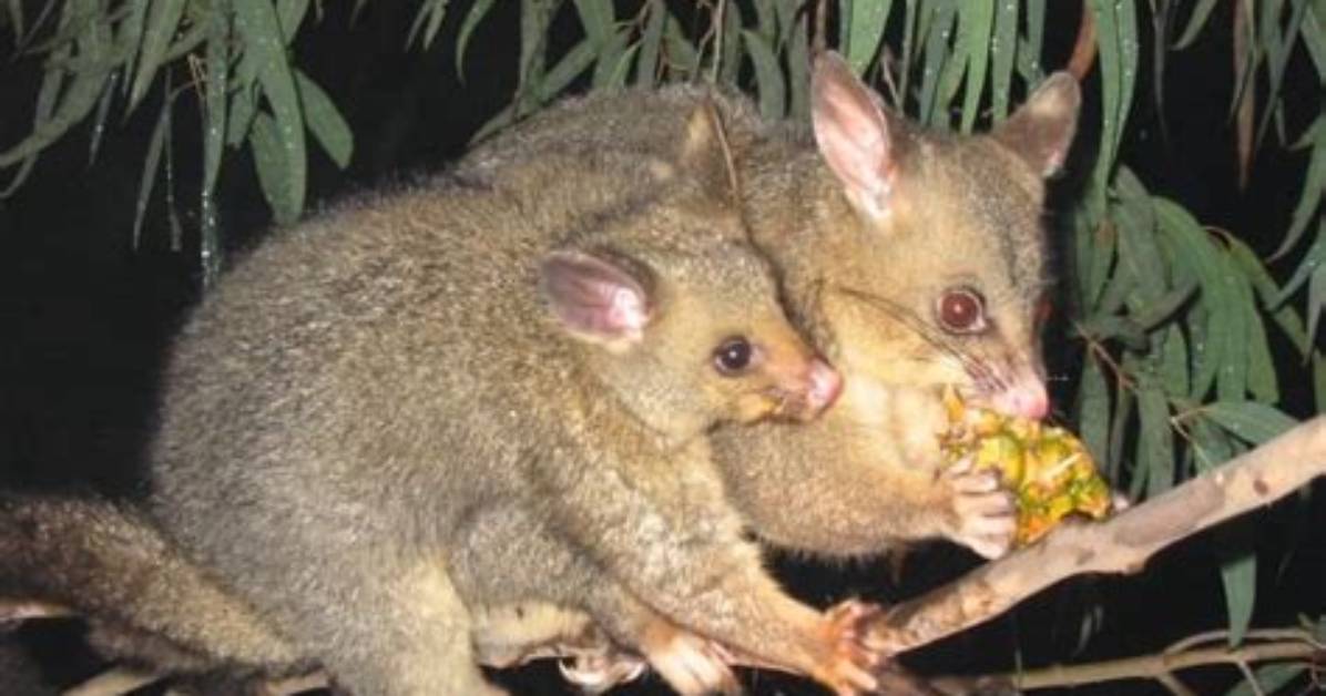 Where Do Brushtail Possums Live?