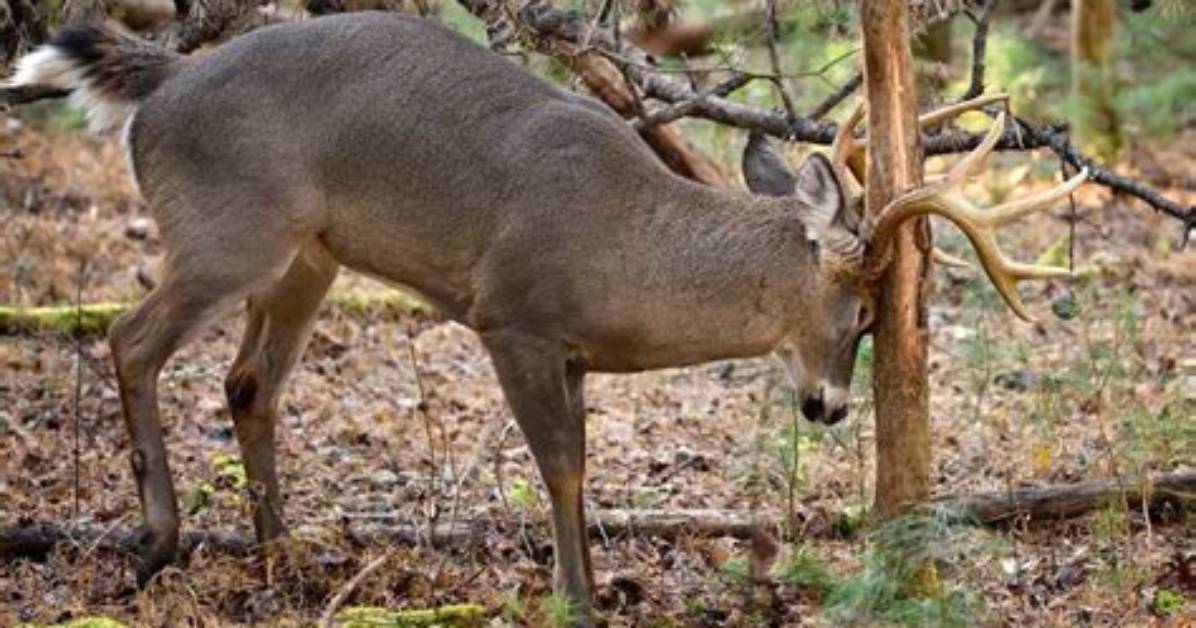 Where Do Bucks Make Scrapes?