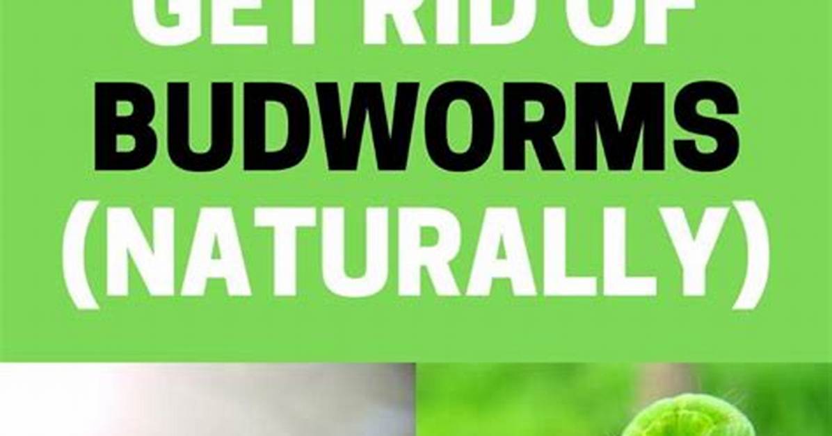 Where Do Budworms Come From
