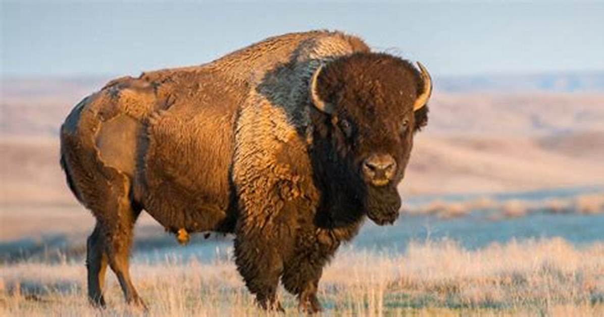 Where Do Buffalos Live?