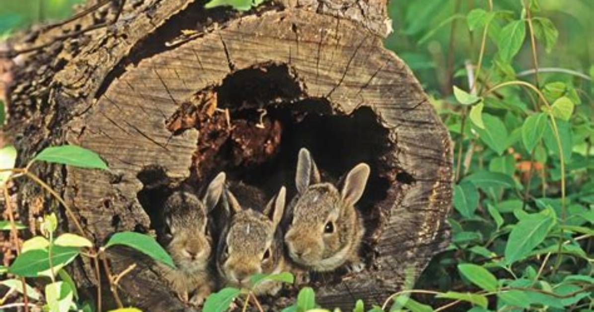 Where Do Bunnies Live?