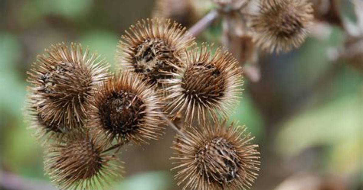 Where Do Burrs Come from?