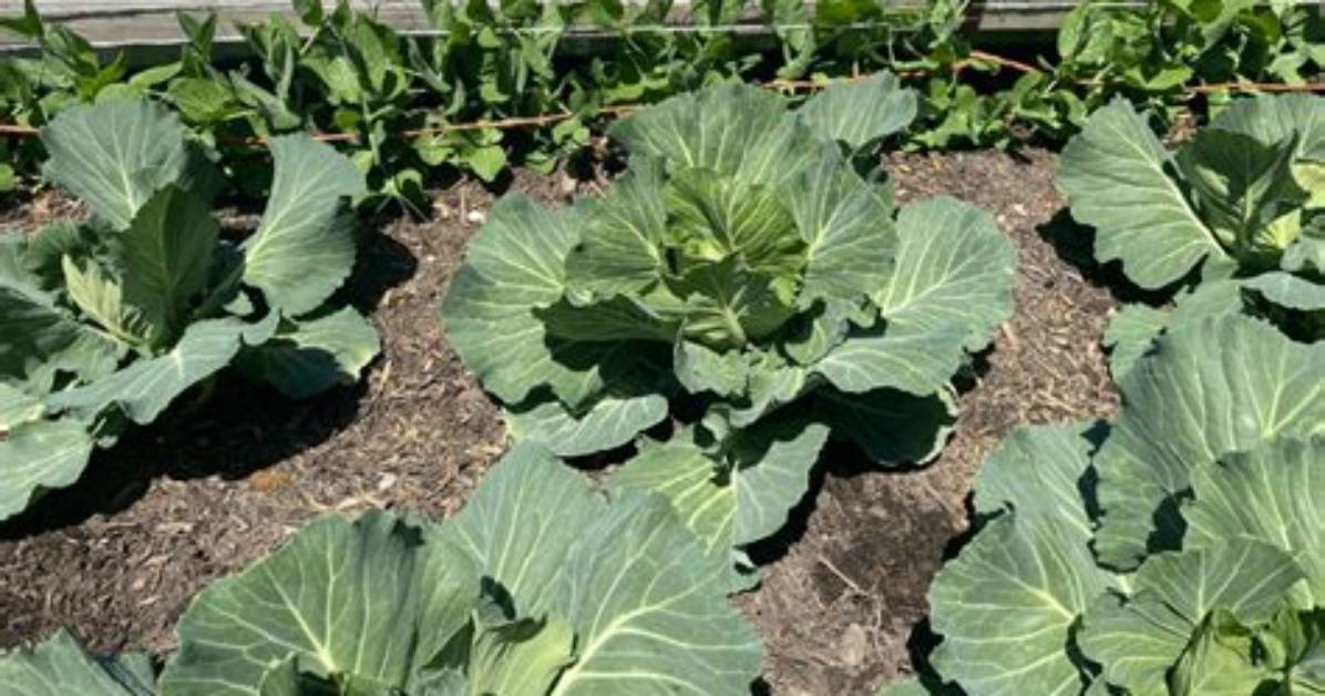 Where Do Cabbage Roses Grow