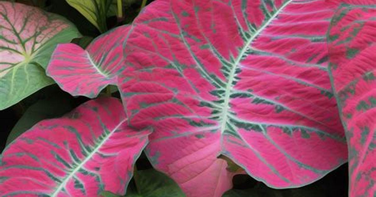 Where Do Caladiums Grow