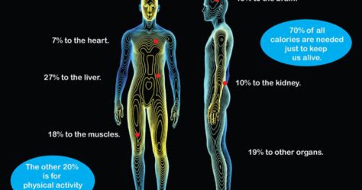 Where Do Calories Go?