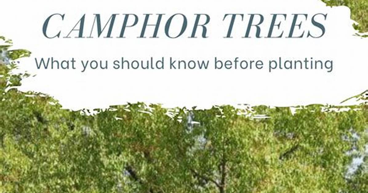 Where Do Camphor Trees Grow?