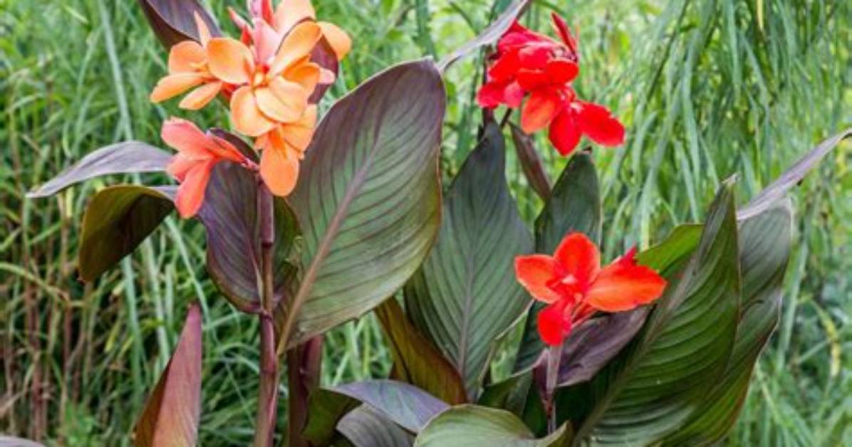 Where Do Cannas Come From