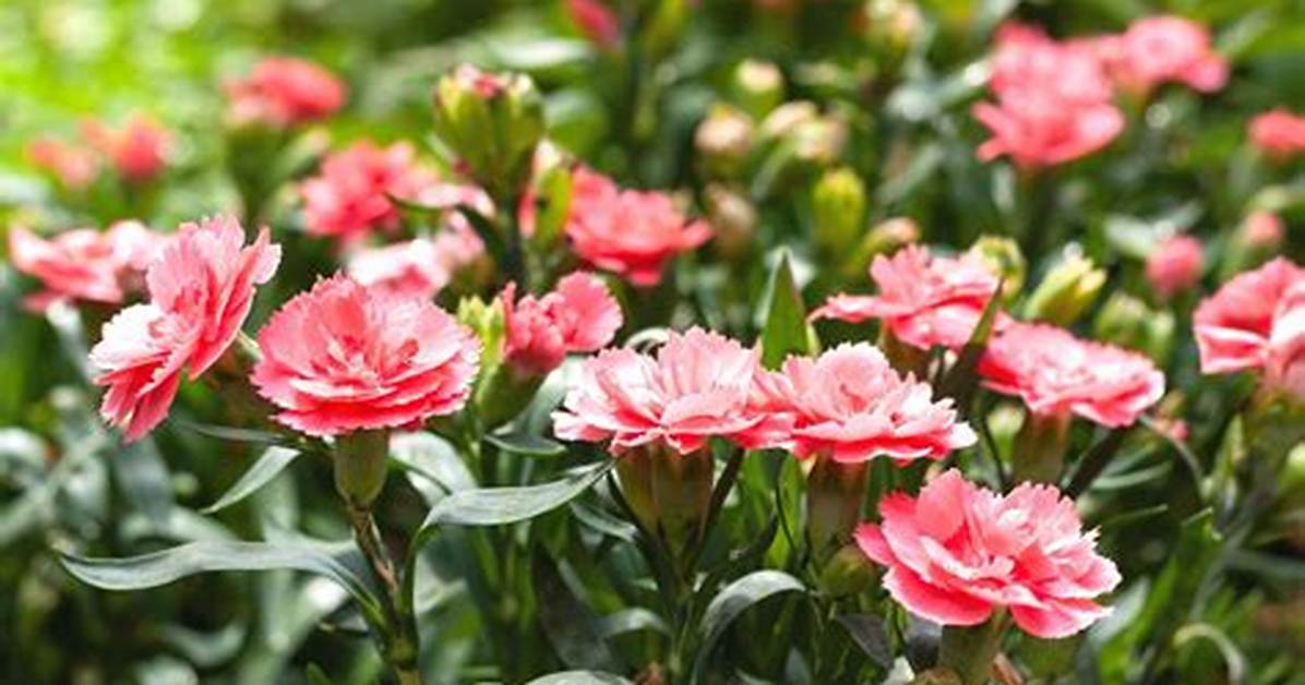 Where Do Carnations Grow