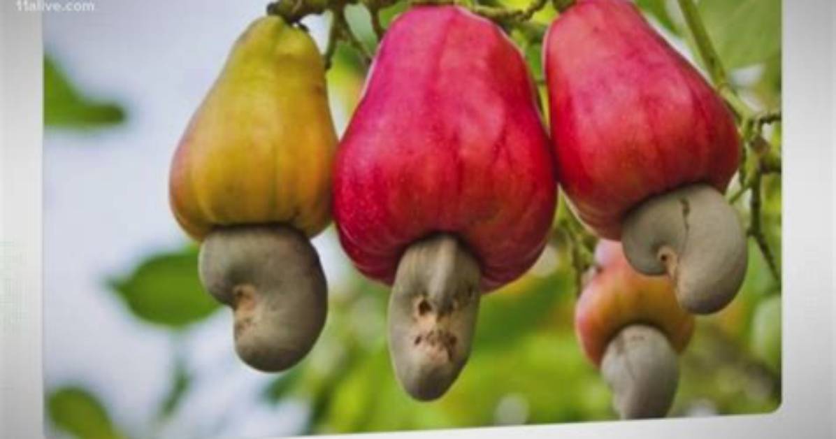 Where Do Cashews Come from?
