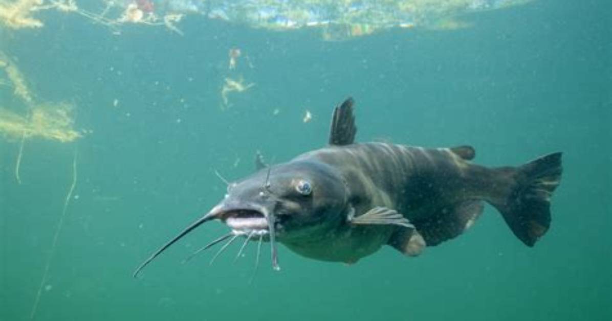 Where Do Catfish Live?